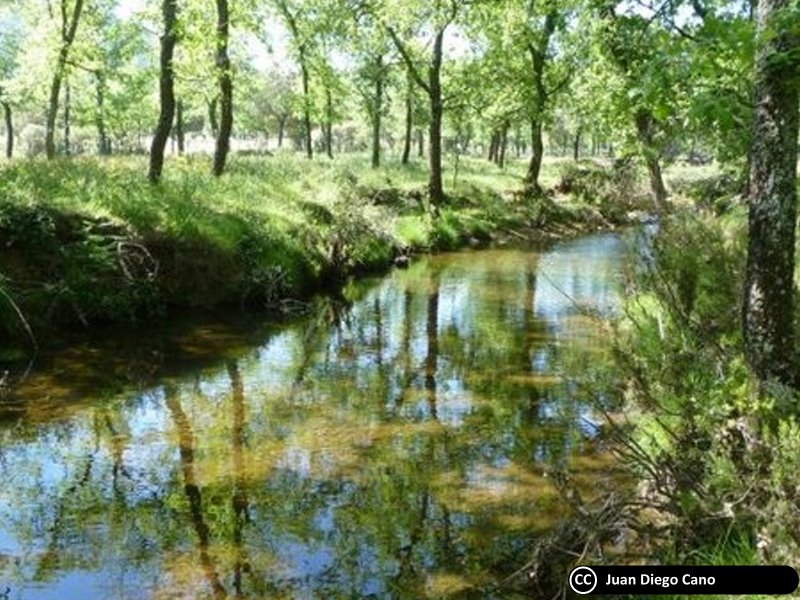 Rio Cedena