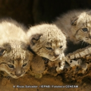 Cachorros de lince ibérico