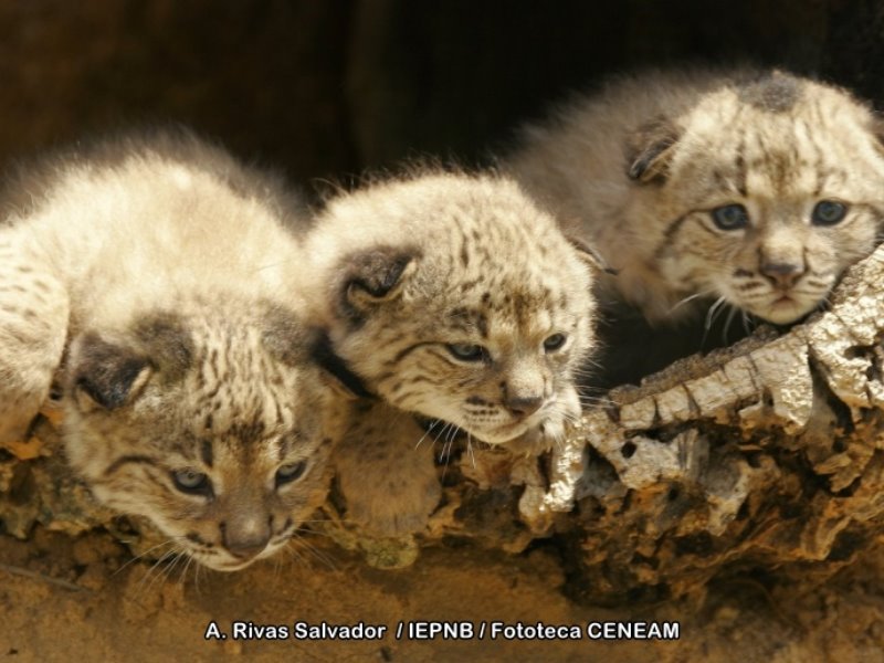 Cachorros de lince ibérico