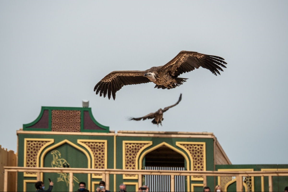 Cetrería de Reyes Puy du Fou - Casa Rural los Pájaros