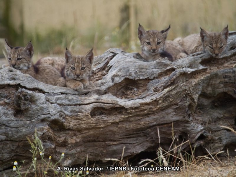 Camada de Lince Ibérico