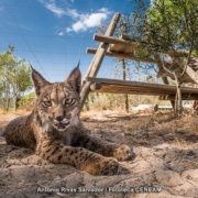 Lince Ibérico