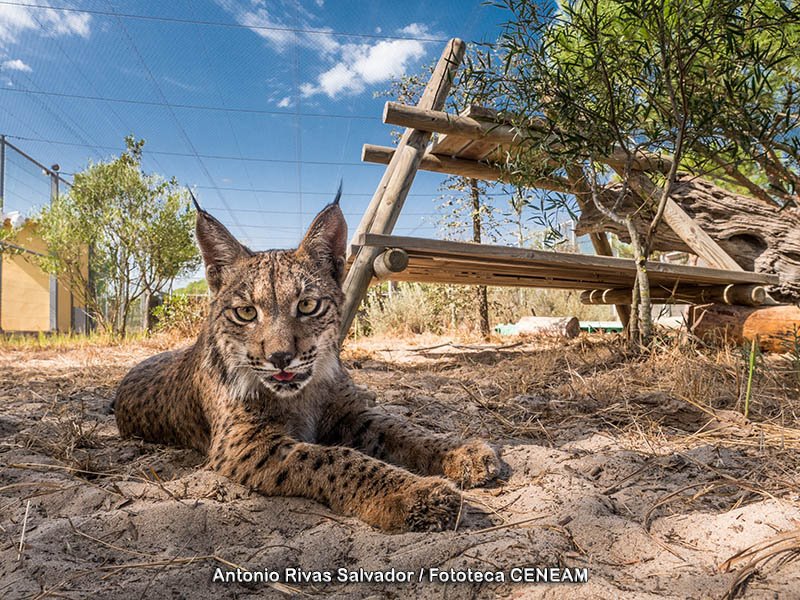 Lince Ibérico