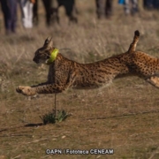 Cachorros de lince ibérico