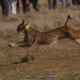 Lince Ibérico Montes de Toledo