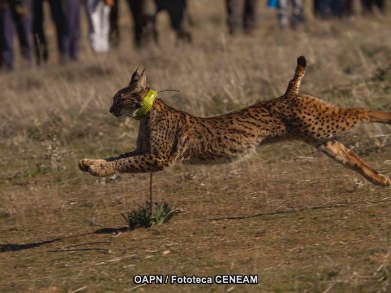 Lince Ibérico Montes de Toledo